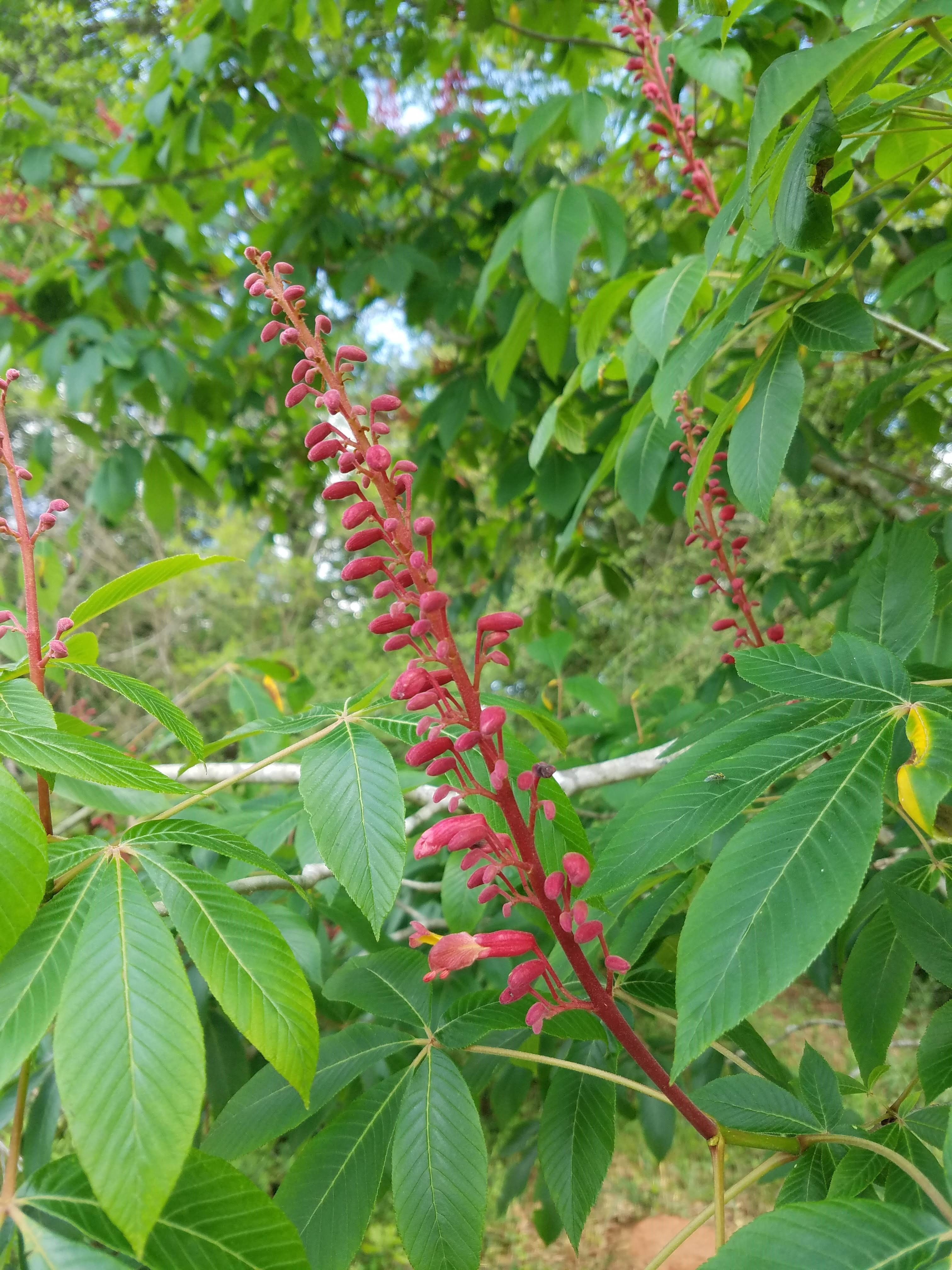 Spring wildflowers in the Florida Parishes
